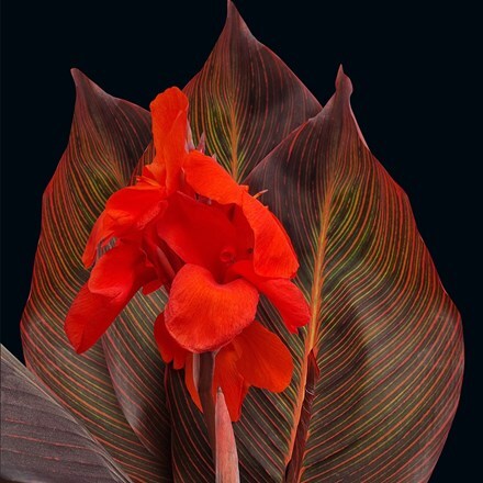 Canna Tropicana Red (PBR)