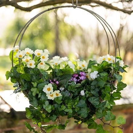 Mothers day primula wreath kit