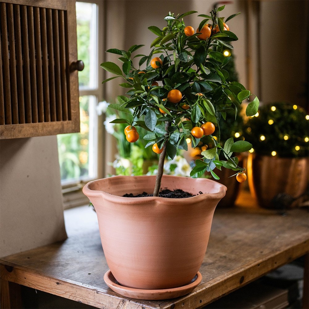 Product options image