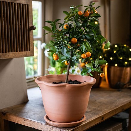 Mother's day citrus ruffle pot