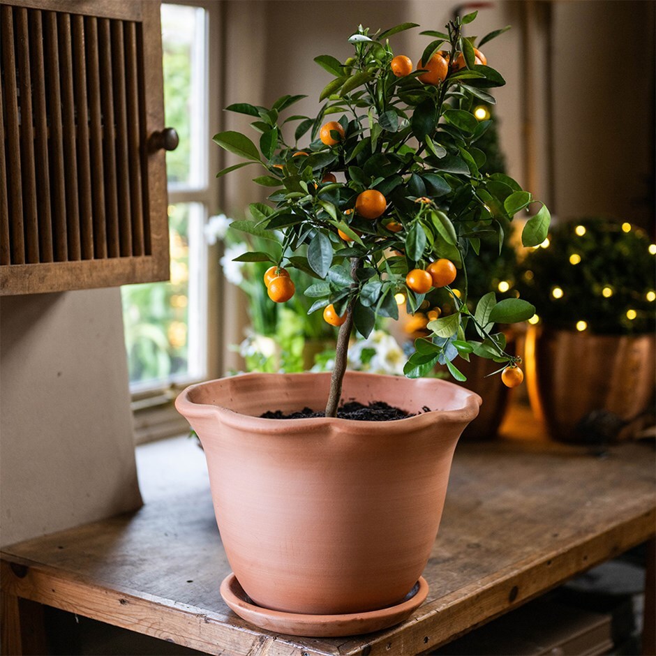 Mother's day citrus ruffle pot combination