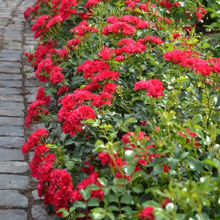 Rosa Flower Carpet Cherry