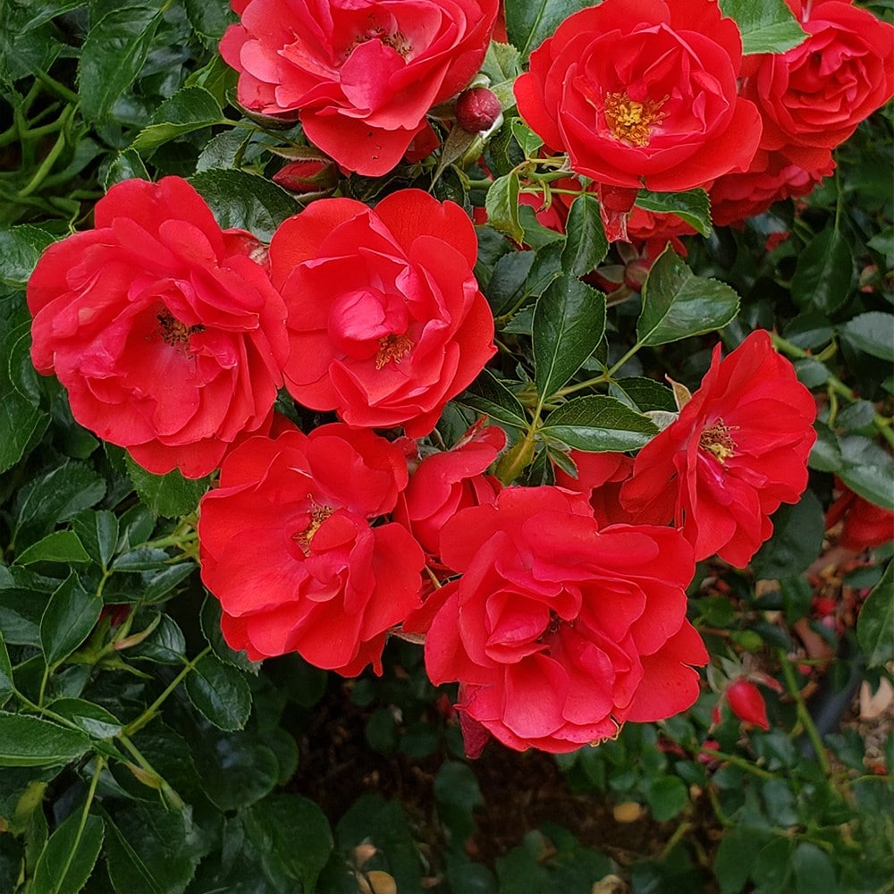 <i>Rosa</i> 'Flower Carpet Cherry'
