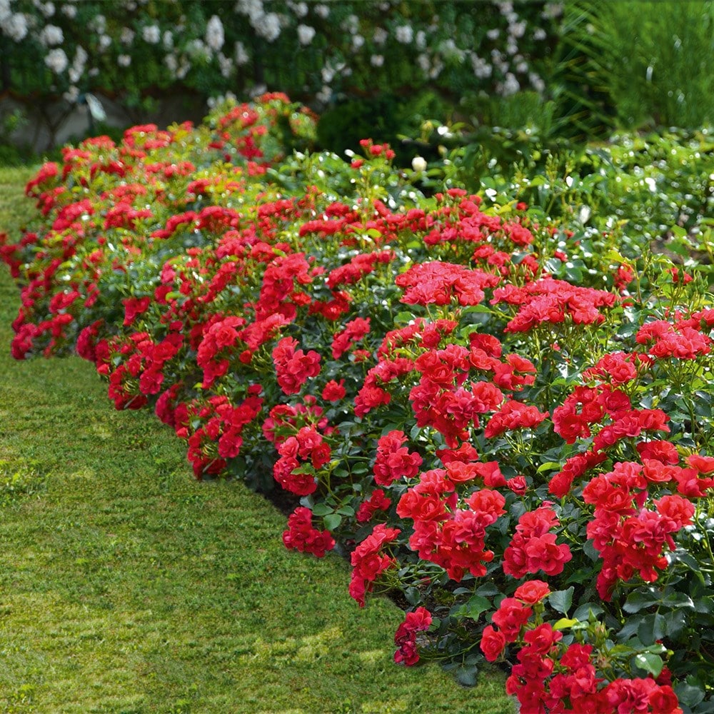 <i>Rosa</i> 'Flower Carpet Cherry'