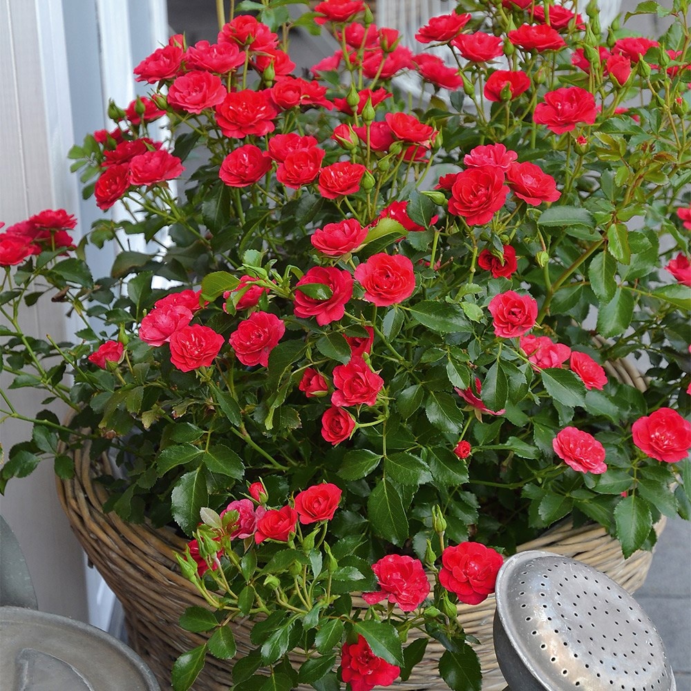 <i>Rosa</i> 'Flower Carpet Cherry'