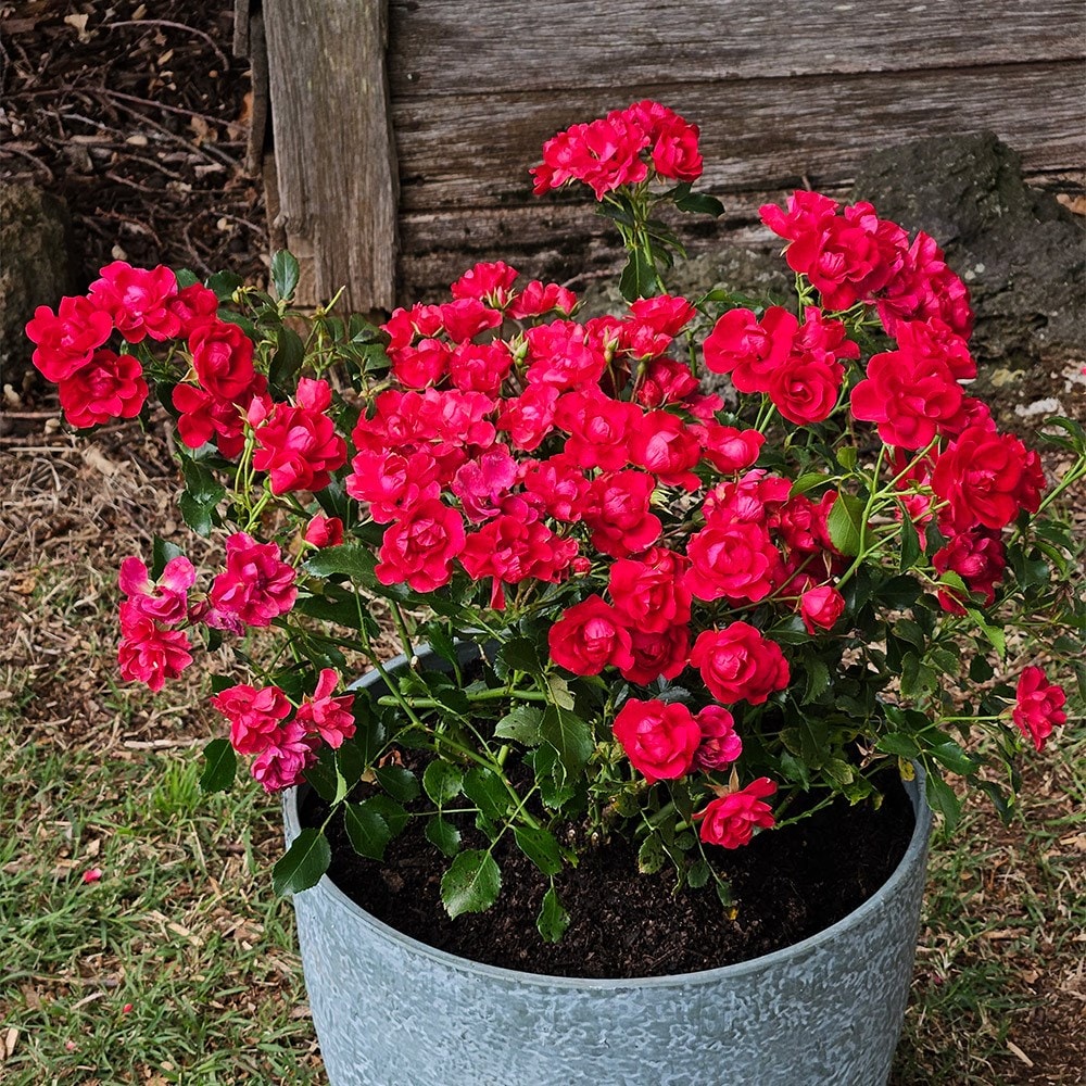 <i>Rosa</i> 'Flower Carpet Cherry'