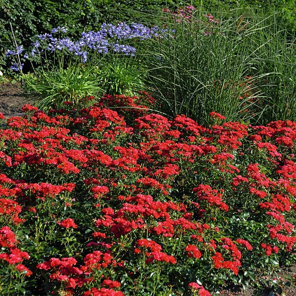 <i>Rosa</i> 'Flower Carpet Cherry'