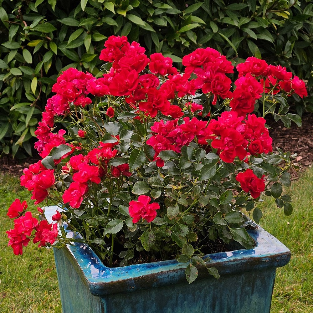 <i>Rosa</i> 'Flower Carpet Cherry'