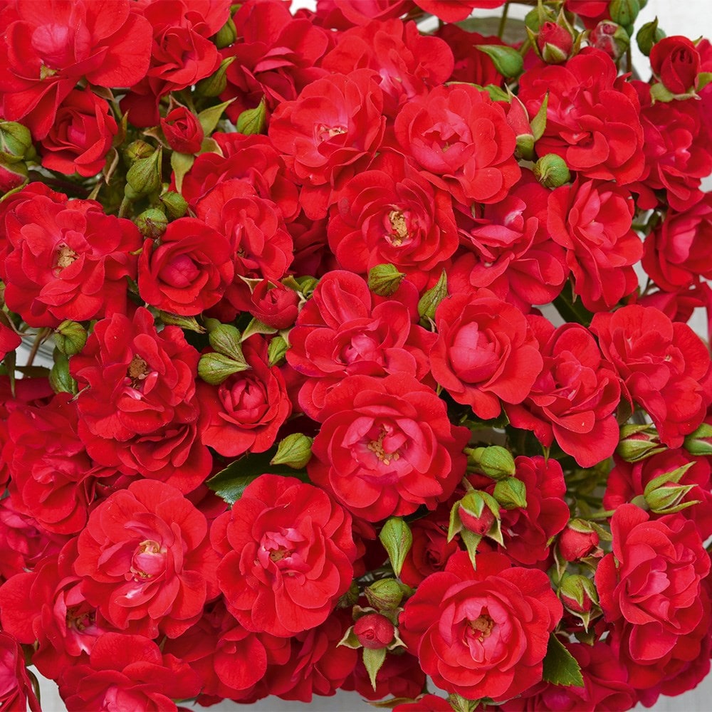 <i>Rosa</i> 'Flower Carpet Cherry'