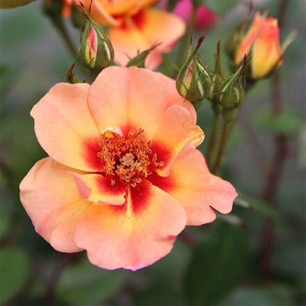 Rosa Flower Carpet Peach