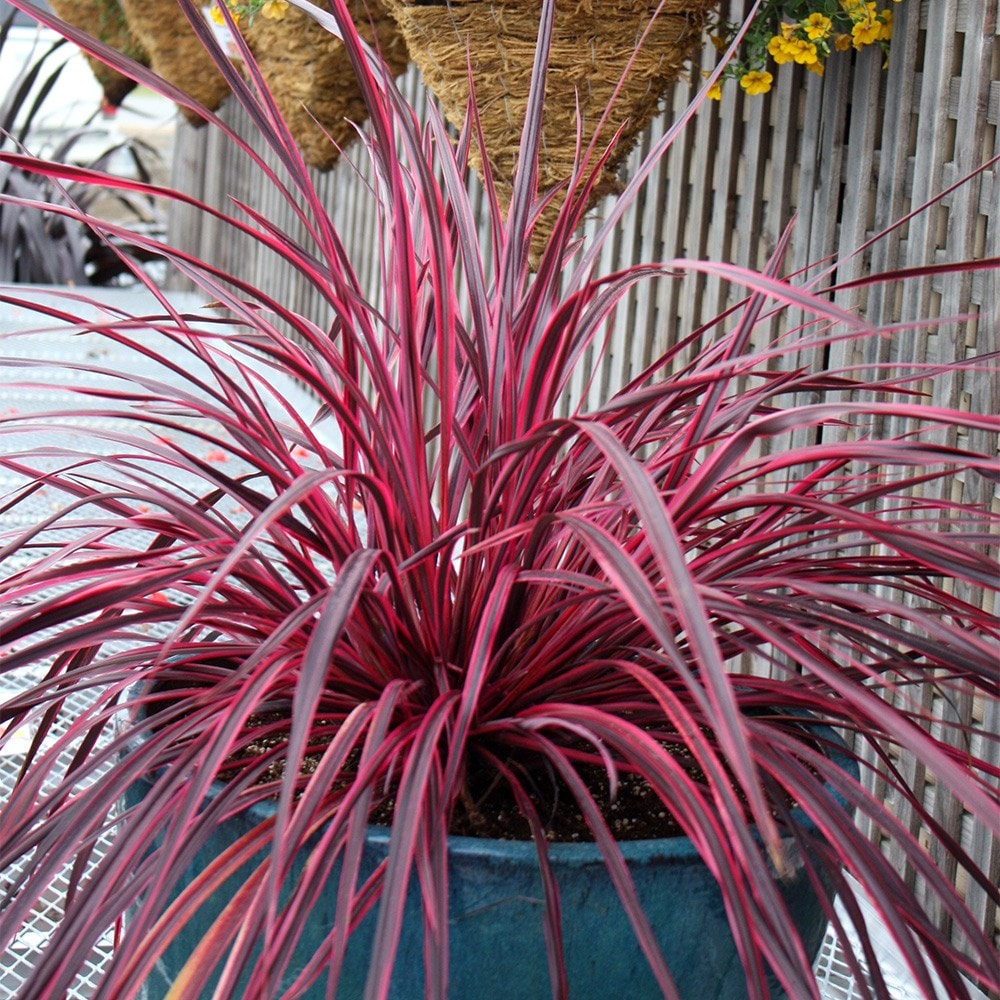 <i>Cordyline</i> 'Raspberry Festival' (PBR)