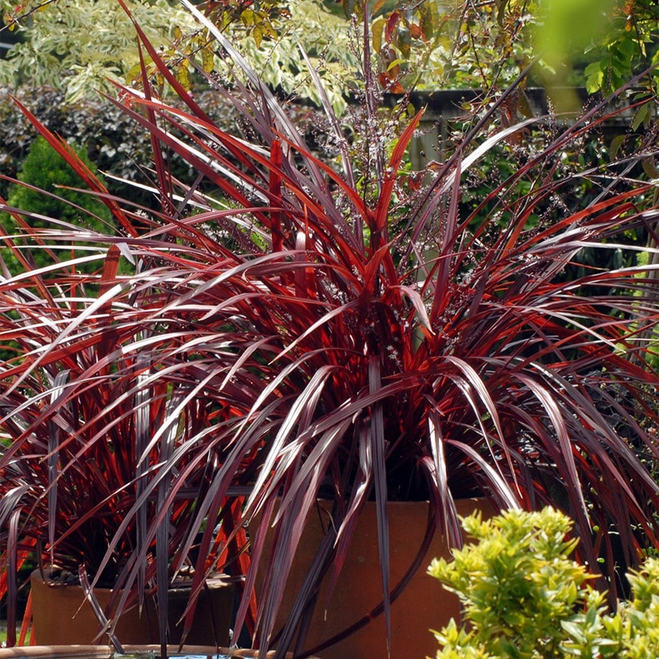 <i>Cordyline</i> 'Burgundy Festival' (PBR)