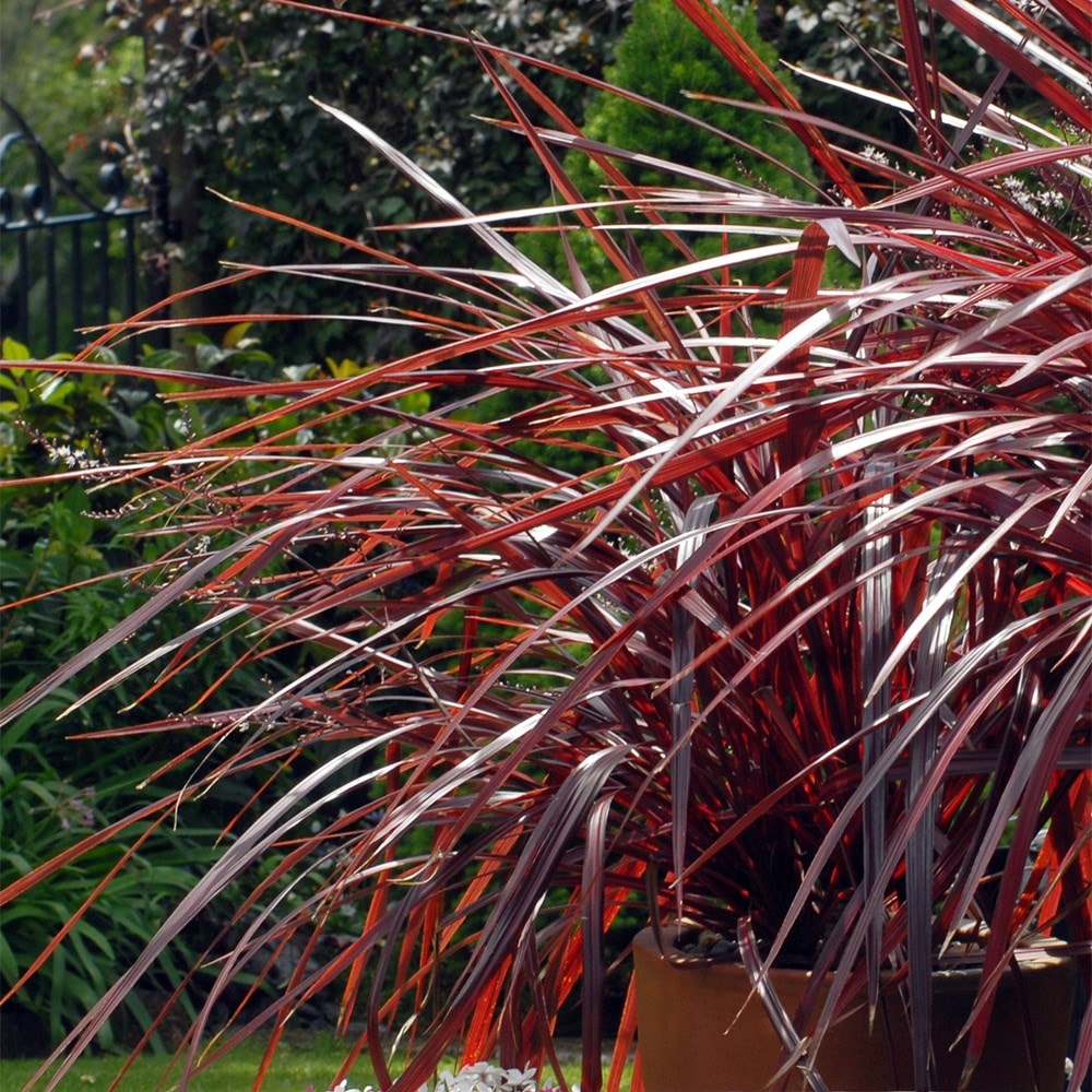 <i>Cordyline</i> 'Burgundy Festival' (PBR)