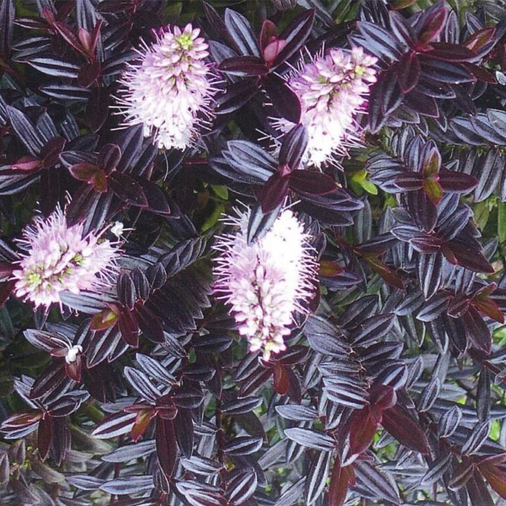 <i>Veronica</i> 'Wipeout' (PBR)