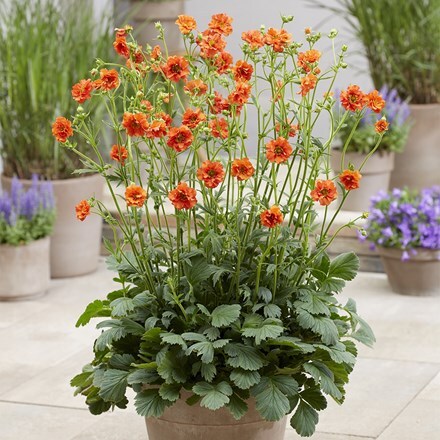 Geum Miss Clementine (PBR)