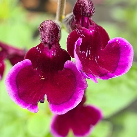 Salvia Blackberry Ripple (PBR)
