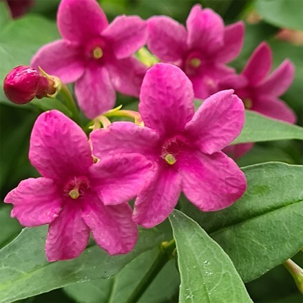 Jasminum × stephanense Starry Starry Pink Lady (PBR)