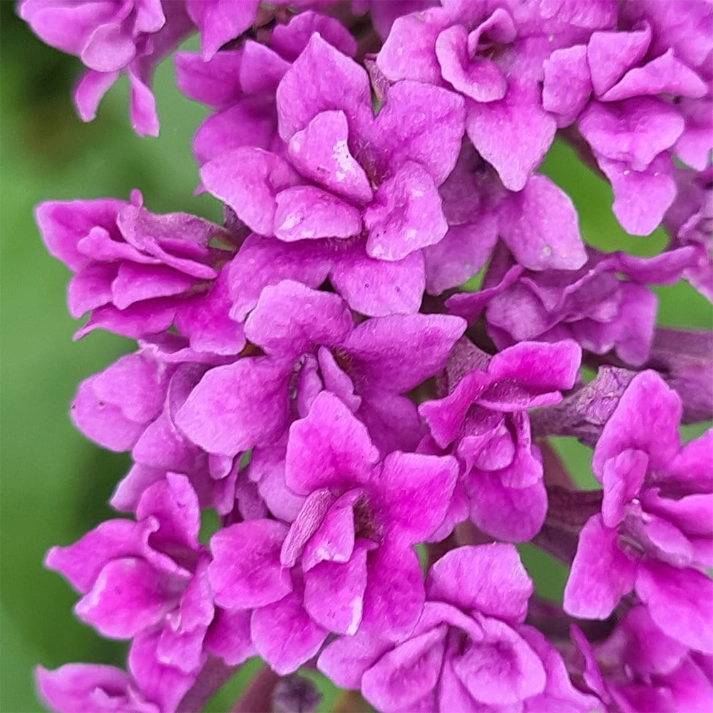<i>Buddleja lindeyana</I> 'Floral Fanfare' (PBR)