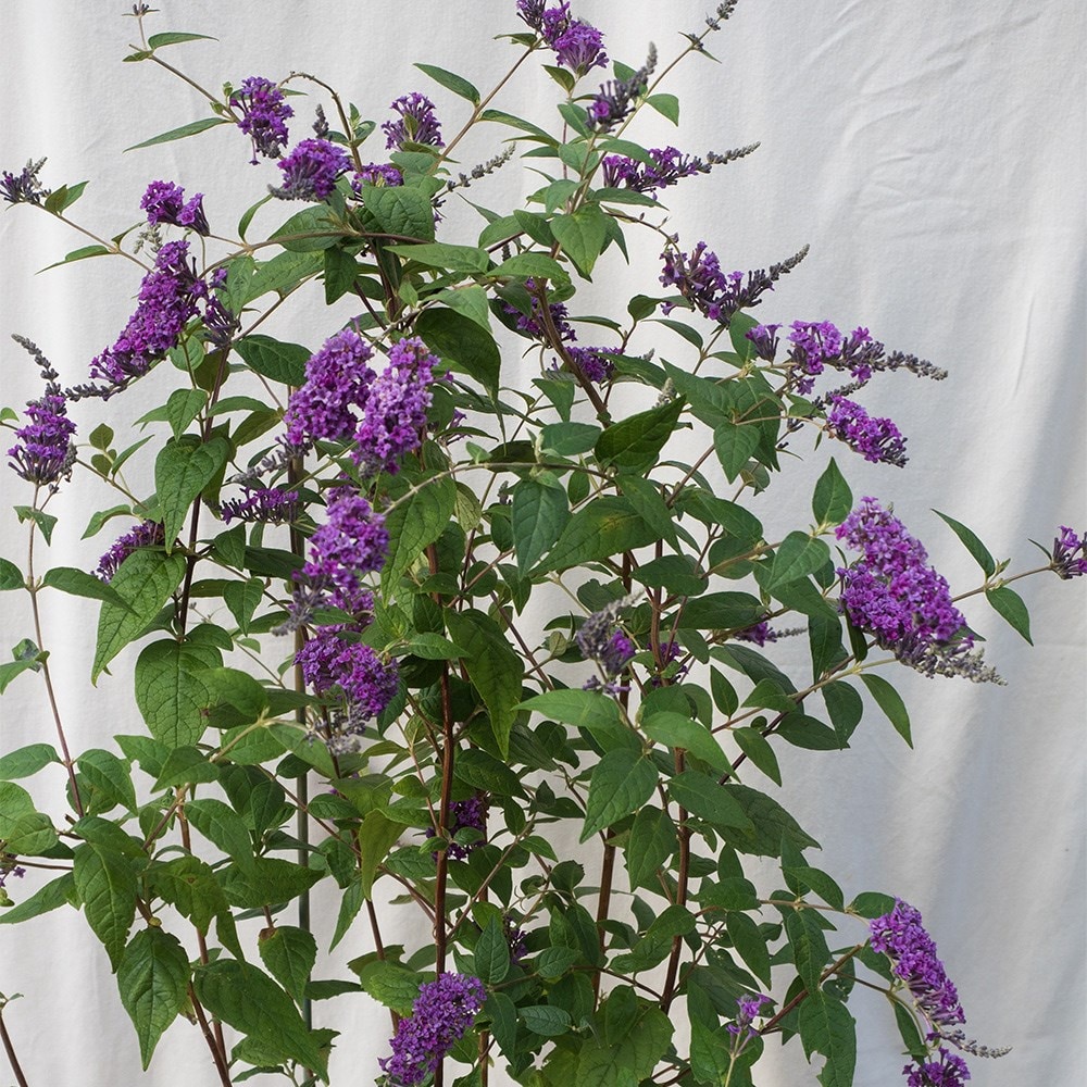 <i>Buddleja lindeyana</I> 'Floral Fanfare' (PBR)