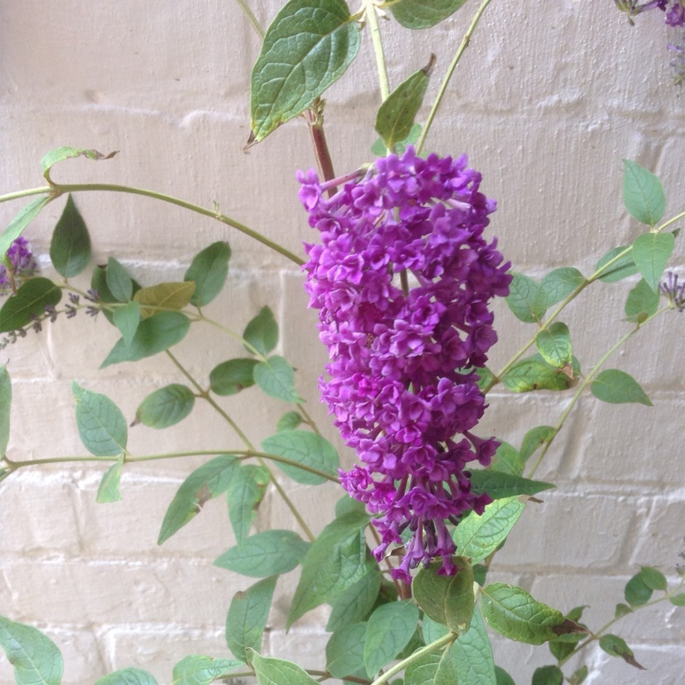 <i>Buddleja lindeyana</I> 'Floral Fanfare' (PBR)