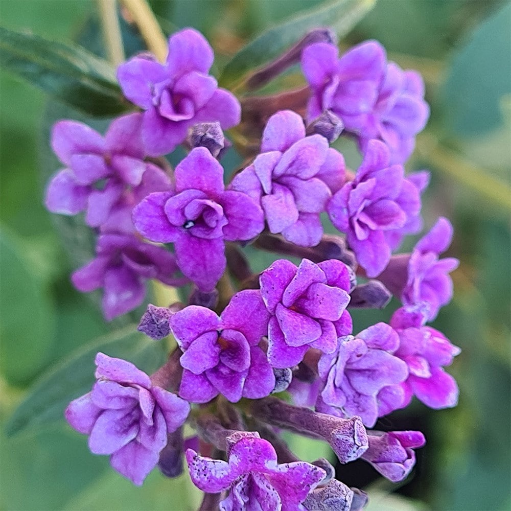 <i>Buddleja lindeyana</I> 'Floral Fanfare' (PBR)
