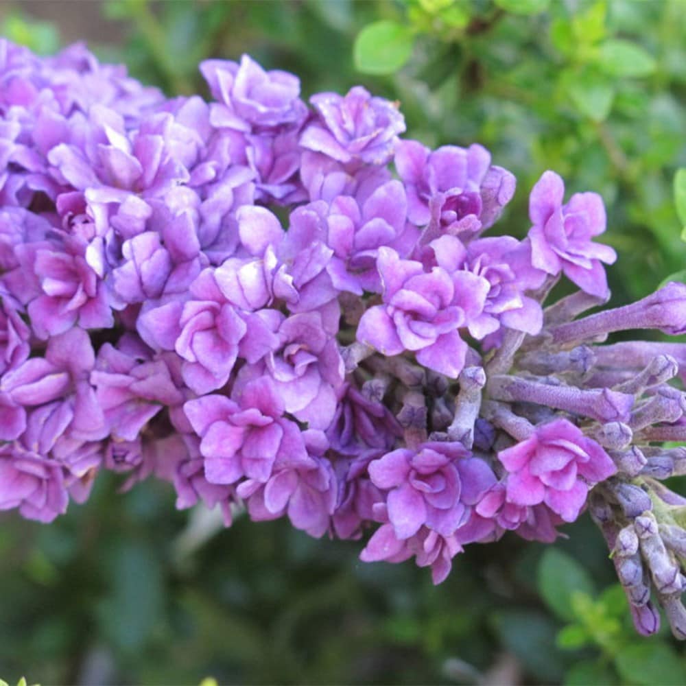 <i>Buddleja lindeyana</I> 'Floral Fanfare' (PBR)