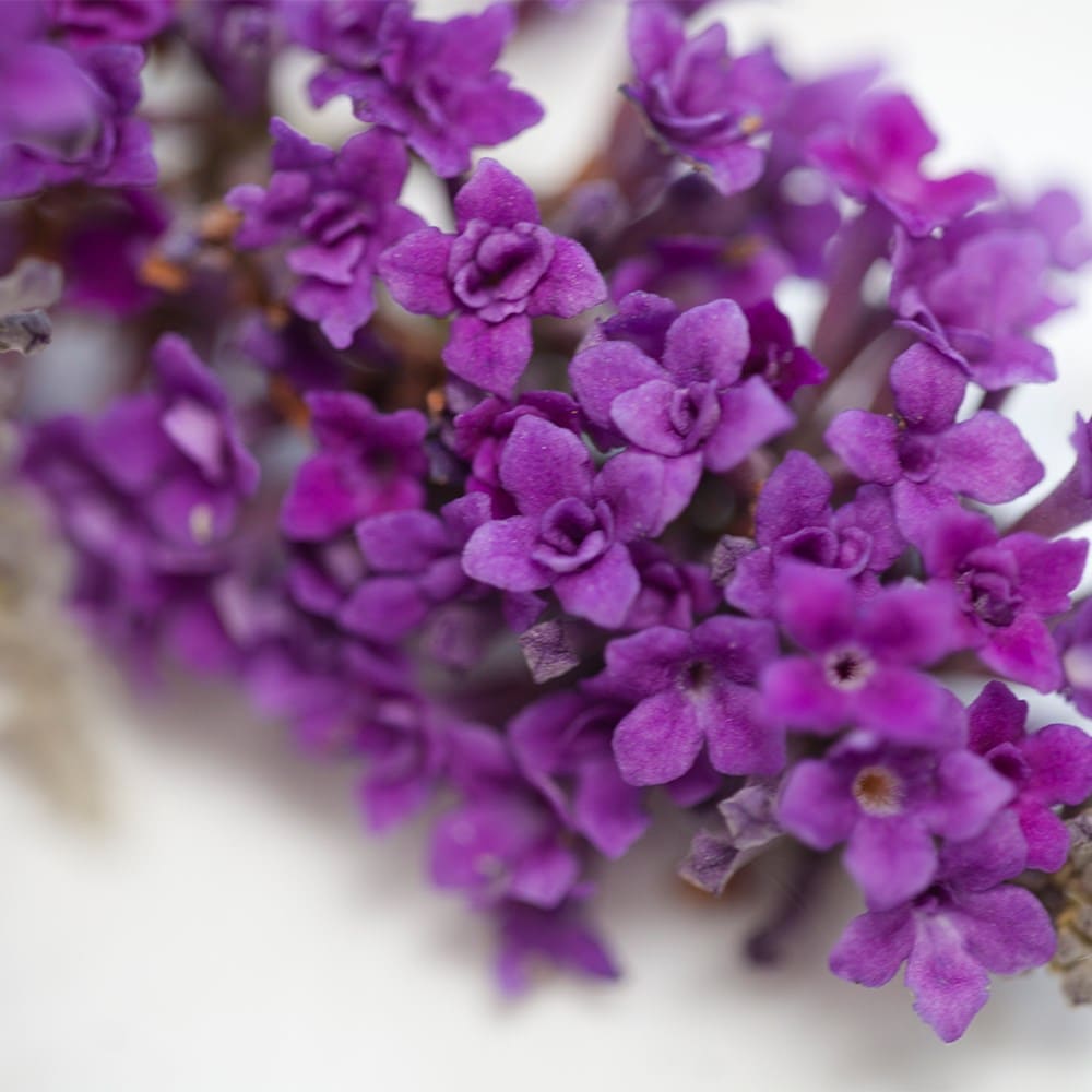 <i>Buddleja lindeyana</I> 'Floral Fanfare' (PBR)