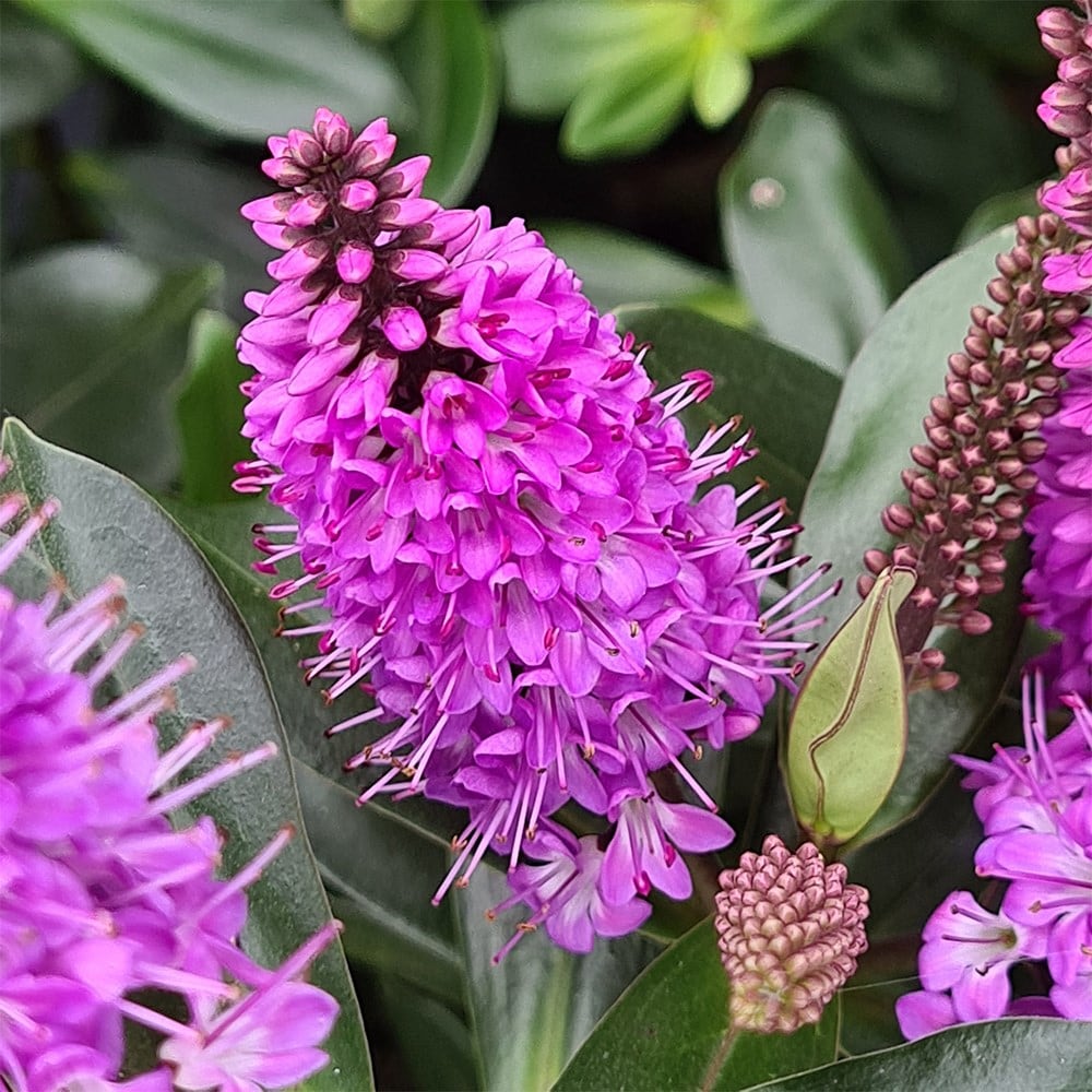 Product options image