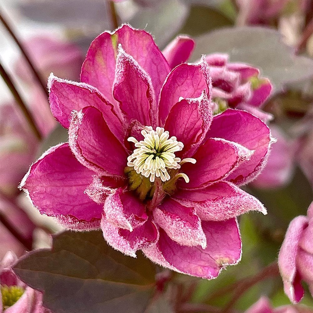 <i>Clematis</i> 'Double Truffle Raspberry'