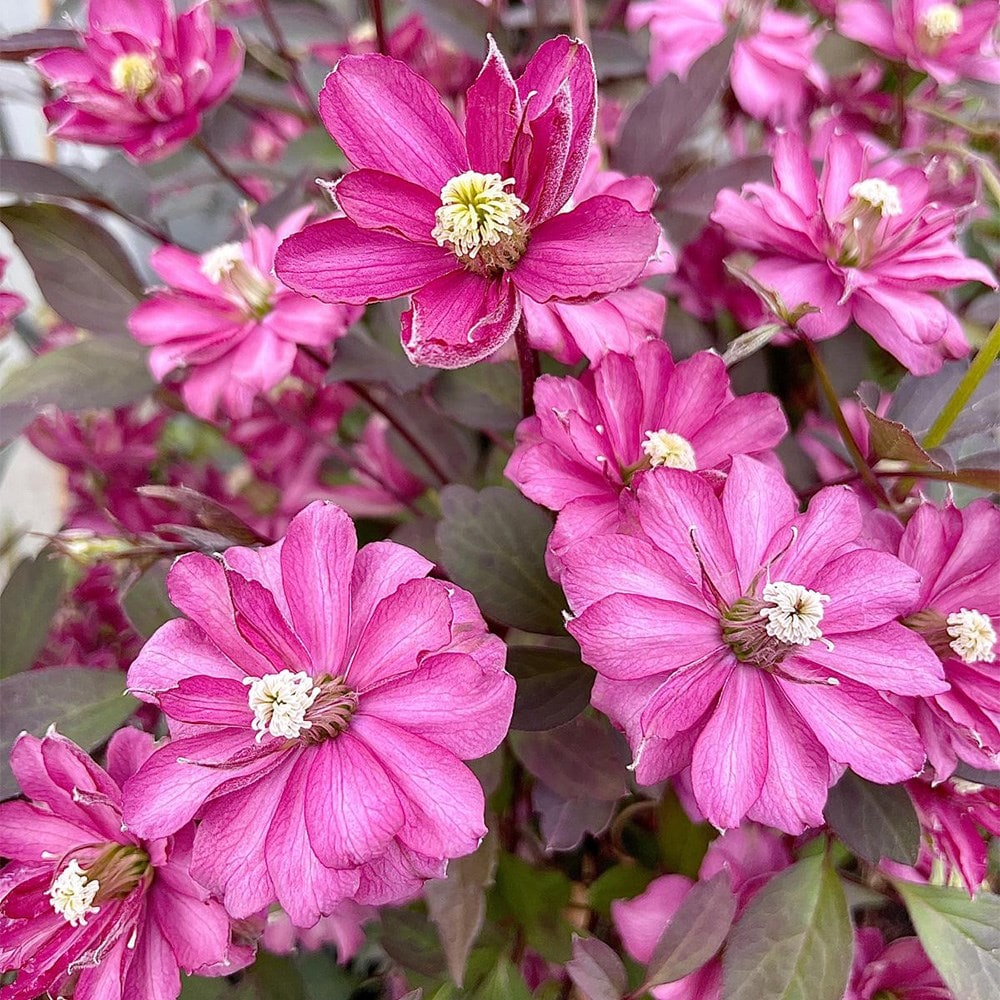 <i>Clematis</i> 'Double Truffle Raspberry'