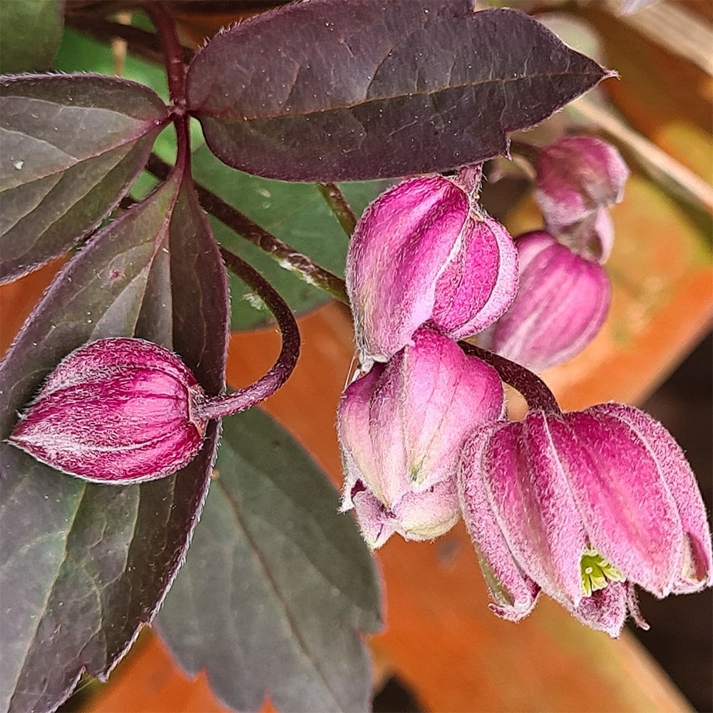 <i>Clematis</i> 'Double Truffle Raspberry'