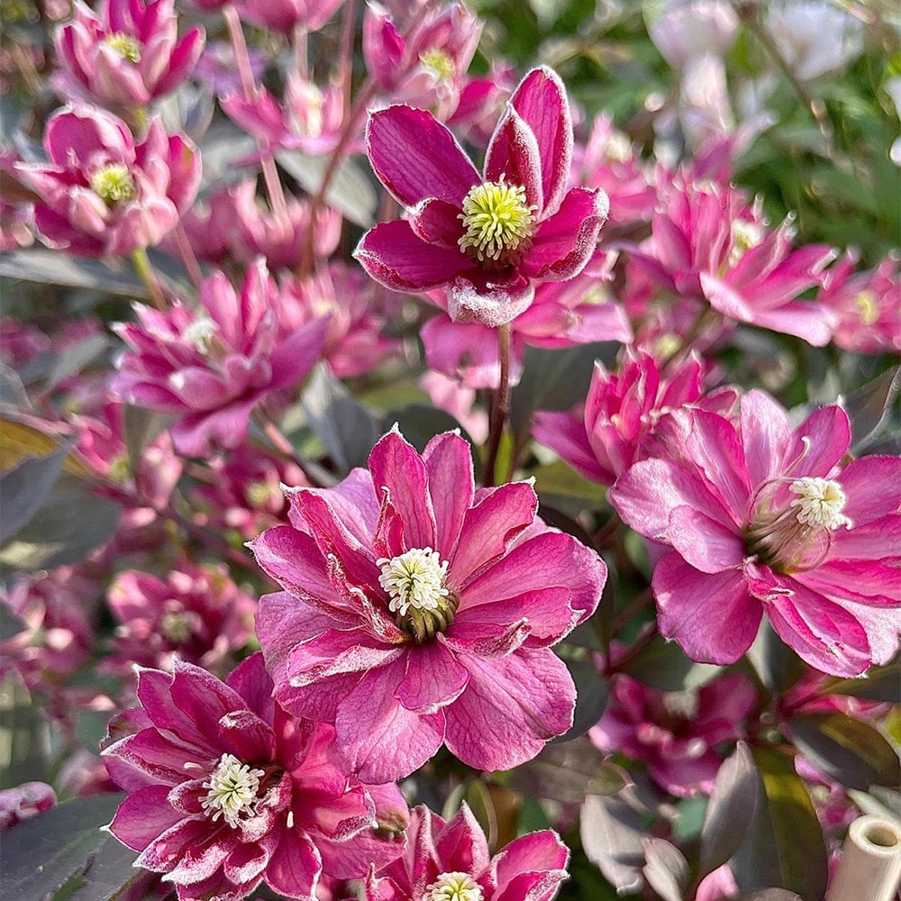 <i>Clematis</i> 'Double Truffle Raspberry'