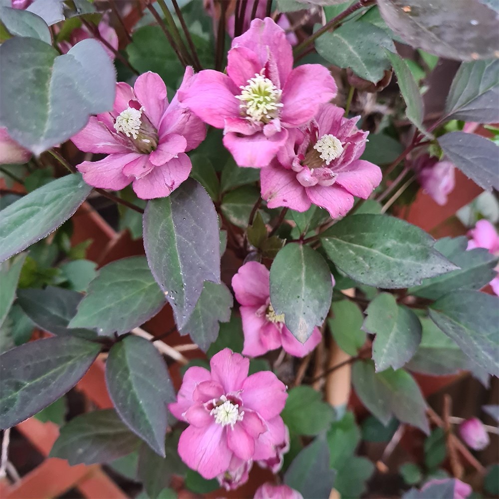 <i>Clematis</i> 'Double Truffle Raspberry'