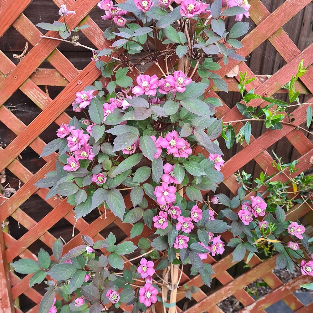 <i>Clematis</i> 'Double Truffle Raspberry'
