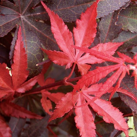 Acer palmatum Skeeter's Broom
