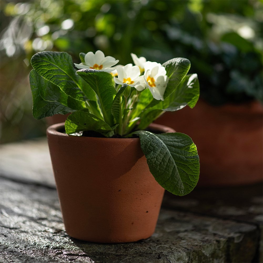 Mother’s day primula & terracotta pots