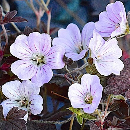 Geranium × oxonianum Dusky Rose