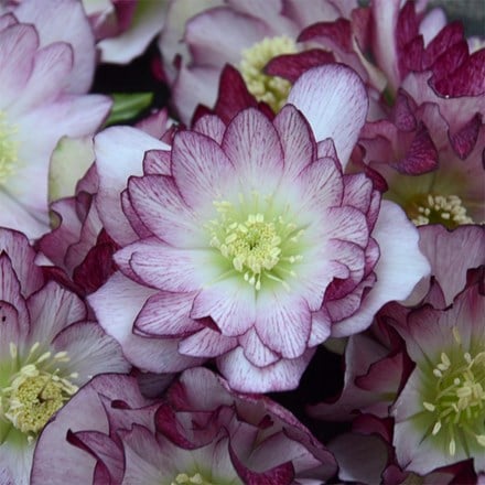 Helleborus × hybridus Blushing Bridesmaid (Wedding Party Series)
