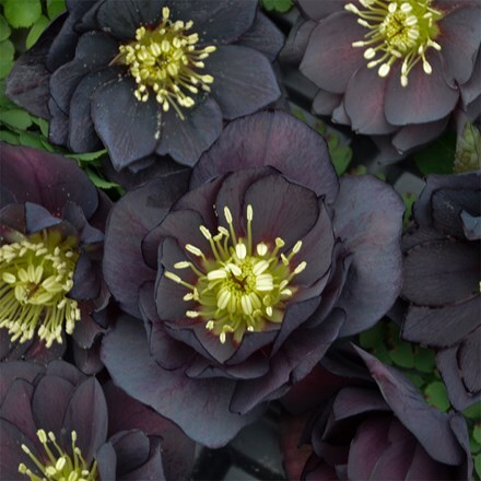 Helleborus × hybridus Dark and Handsome (Wedding Party Series)