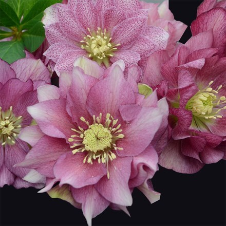 Helleborus × hybridus Maid of Honour (Wedding Party Series)