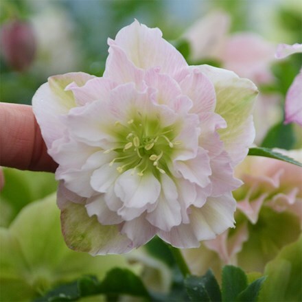 Helleborus × hybridus Flower Girl (Wedding Party Series)