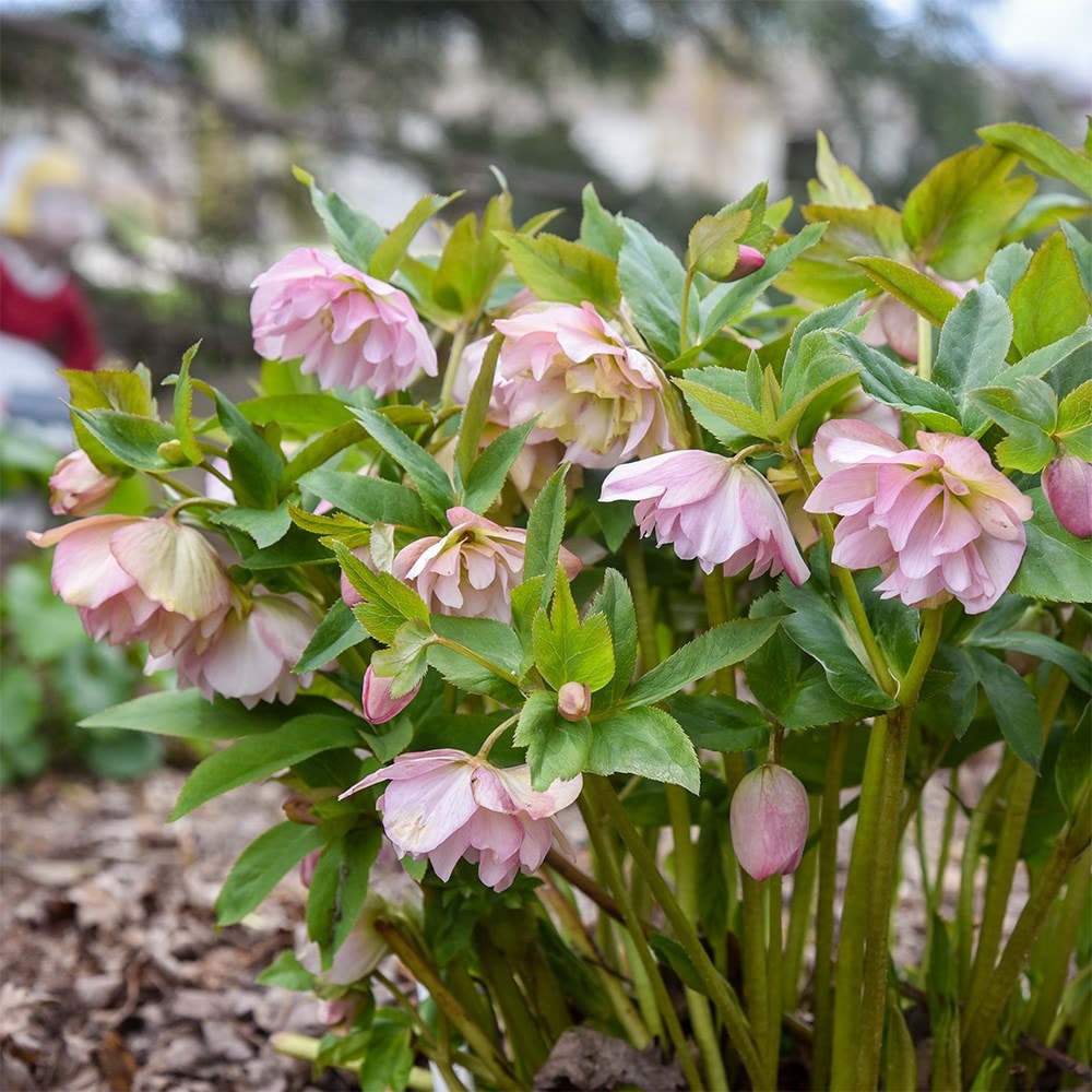 <i>Helleborus</i> × <i>hybridus</i> 'Flower Girl' (Wedding Party Series)