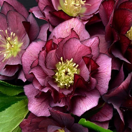 Helleborus × hybridus True Love (Wedding Party Series)