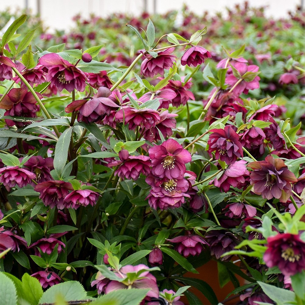 <i>Helleborus</i> × <i>hybridus</i> 'True Love' (Wedding Party Series)