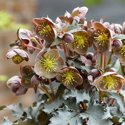 Helleborus × nigercors The Rockies Grand Teton
