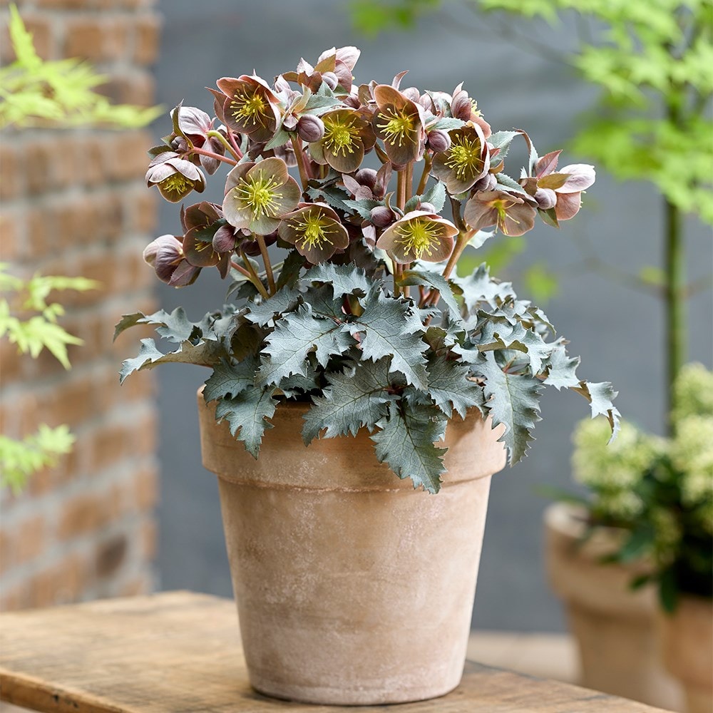 <i>Helleborus</i> × <i>nigercors</i> 'The Rockies Grand Teton'