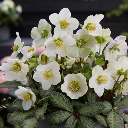 Helleborus × nigercors The Rockies Hollowtop Mountain