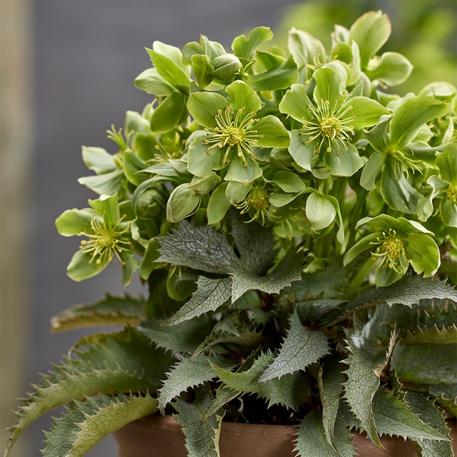 hellebore