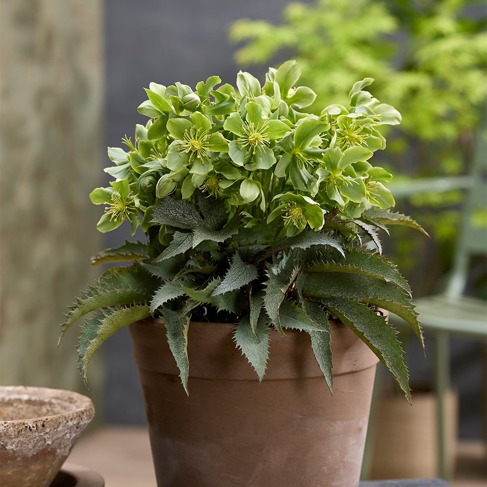 <i>Helleborus</i> × <i>nigercors</i> 'The Rockies Pike Peak'