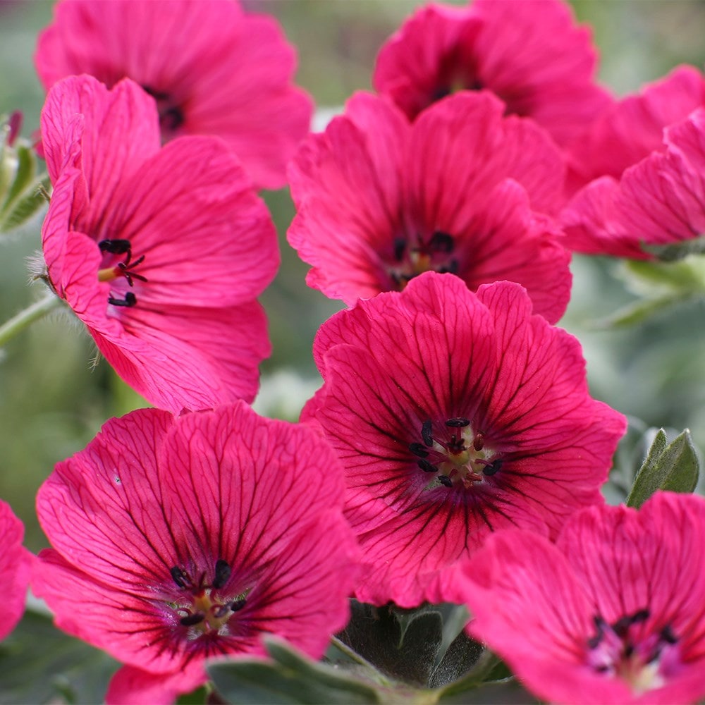 <i>Geranium</i> (Cinereum Group) <b class=small-caps>Jolly Jewel Raspberry</b> ('Noortjjrab)